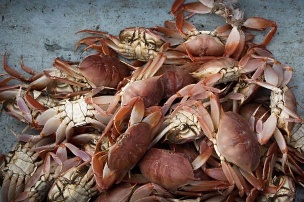 istock Pile of crabs in Isla Magdalena 1191683779