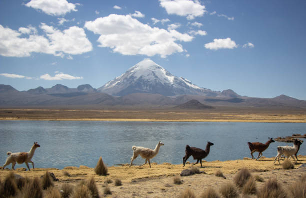 istock Herd of lamas and alpacas running 1191683921