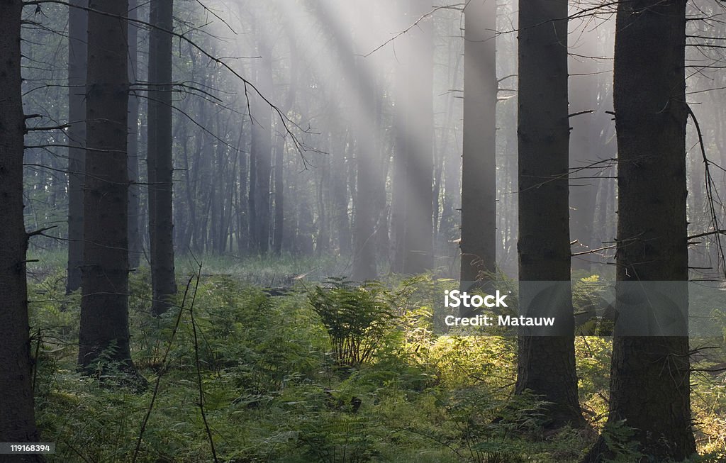 Sunbeams sulla golden felci mattina presto. - Foto stock royalty-free di Alba - Crepuscolo