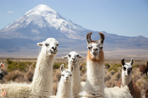 Herd of lamas and alpacas in Sajama national park in Bolivia