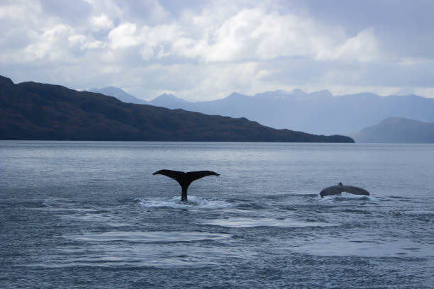 istock Whale watching in the Strait of Magellan 1191684045