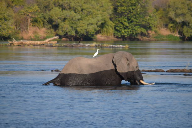 faune sur la rivière zambèze: éléphant - victoria falls waterfall zimbabwe zambia photos et images de collection