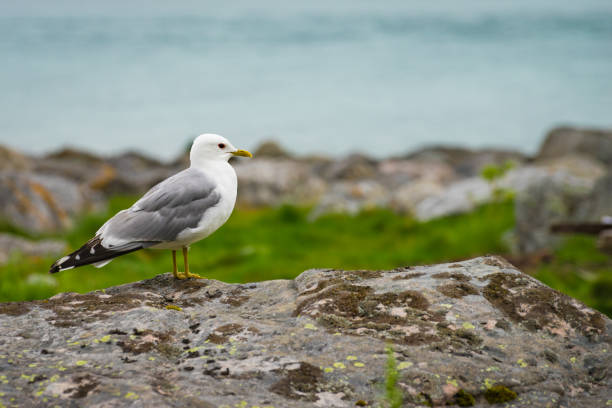 istock Seagull on sea fjord shore 1191686027