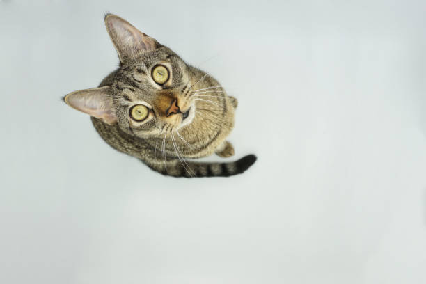istock an isolated young cat looking up with curiosity 1191686309