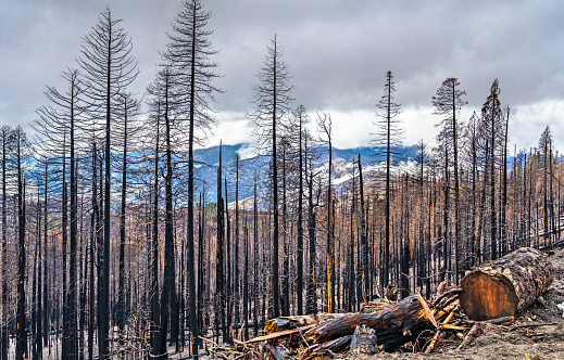 Burned down forest in Yosemite National Park, California