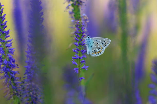 istock Buterfly on the meadow 1191687720