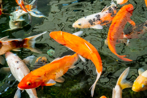 istock Fancy carp or Koi swimming in a pond. 1191688935