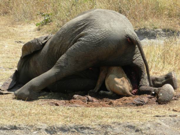 wildlife in ruaha national park - 4x4 off road vehicle car land vehicle stock-fotos und bilder