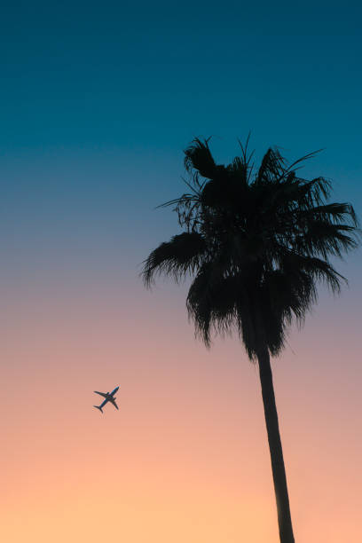 istock Tropical Vacation Destination with Palm Tree at Sunset and Plane Taking off in Background 1191690900