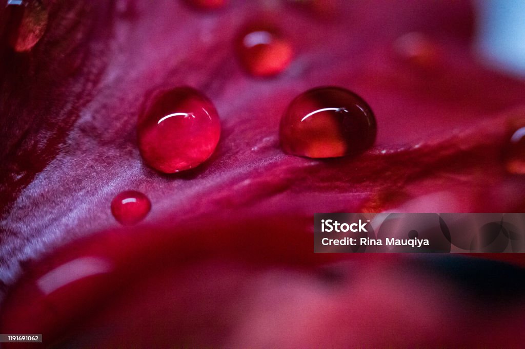 Bella goccia sul fiore - Foto stock royalty-free di Accordo d'intesa Bella goccia sul fiore - Foto stock royalty-free di Accordo d'intesa