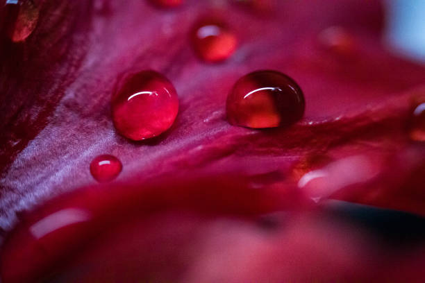 istock Beautiful droplet on flower 1191691062