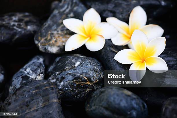 Frangipani Flowers And Spa Stones Stock Photo - Download Image Now - Black Color, Blossom, Close-up