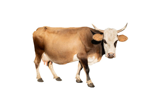 istock brown cow isolated on a white 1191693519