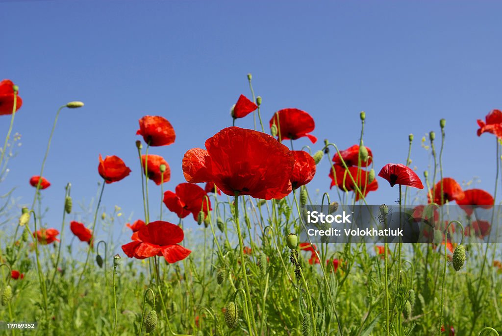 poppy vermelho - Foto de stock de Agricultura royalty-free