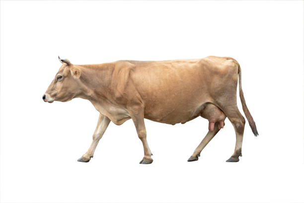 istock Running cow isolated on a white 1191693575