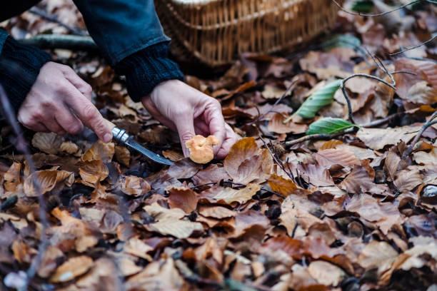 Food Forager looking for hedgehog mushrooms in the forest. Portrait of a food forager who is holding a small hedgehog mushroom in her hand. Varieties in the basket  include; chanterelles as well as hedgehog mushrooms. Food foraging has become popular in recent years as people  have turned to foraged food to cook local and seasonal food. Photographed on the island of Mon Denmark. Horizontal format, the person is wearing green coloured trousers a Fair Isle style sweater and a waxed jacket. hedgehog mushroom stock pictures, royalty-free photos & images