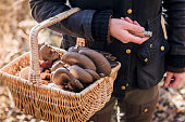 food-forager-auf-der-suche-nach-pilzen-im-wald.jpg?b=1&s=170x170&k=20&c=UJi83EKpAOe5KV-Ldql2pz2L8Hh2h0kHFVhDU7QzEs4=