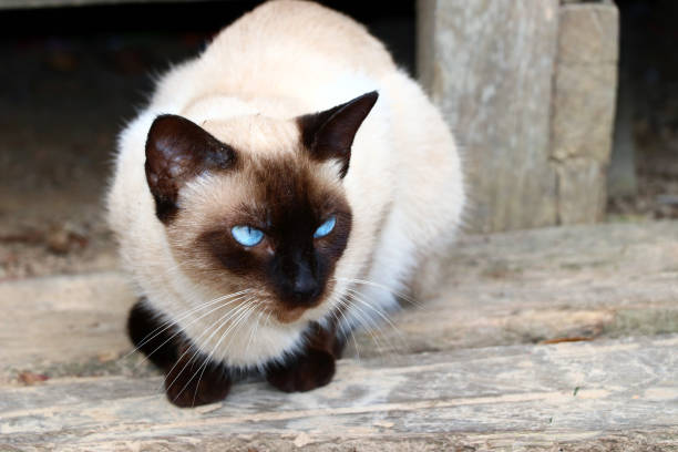 istock beautiful siamese cat with blue eyes 1191694561