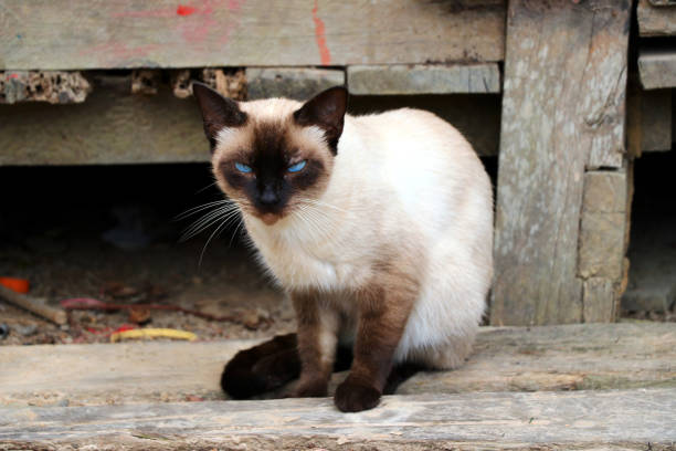 beautiful siamese cat with blue eyes
