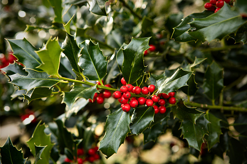 Common holly, plant used as a christmas decoration.