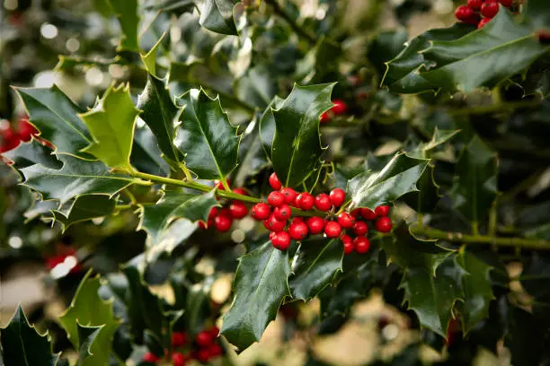 Photo of Winterberry Holly twig, Ilex aquifolium, red berries and green leaves close up