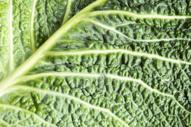 istock Drop of water on the cabbage leaf surface, extremely close up. Leaf nerves texture. Nature green fresh background. 1191696150