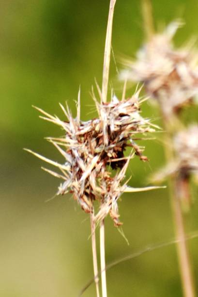 istock Wildflower standing in field 1191696540