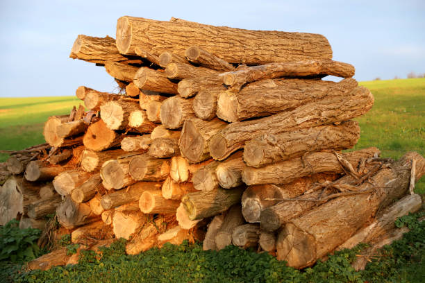 Firewood chopped and stacked to dry Freshly cutted chopped firewood. Logs stacked and prepared for heating winter season fuelwood stock pictures, royalty-free photos & images