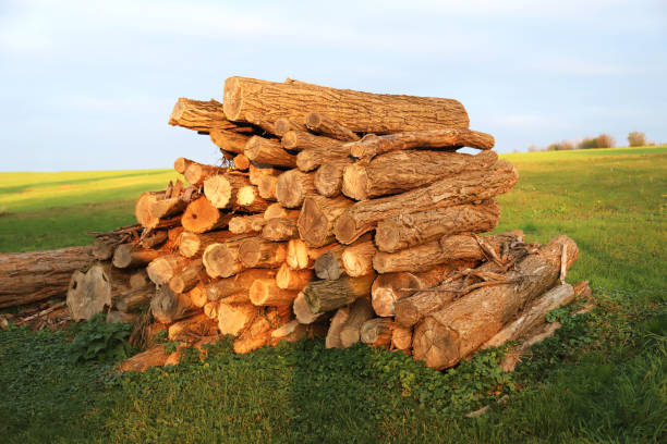 Firewood chopped and stacked to dry Freshly cutted chopped firewood. Logs stacked and prepared for heating winter season fuelwood stock pictures, royalty-free photos & images