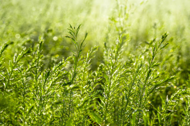 piante con rugiada mattutina contro la luce del sole - leaf defocused dew focus on foreground foto e immagini stock