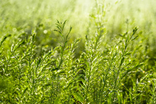 растения с утренней росой против солнечного света - leaf defocused dew focus on foreground стоковые фото и изображения