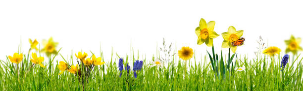 prado da primavera no fundo branco - crocus blooming flower head temperate flower - fotografias e filmes do acervo