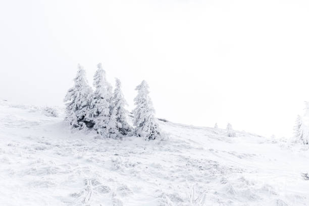 istock Snow-Covered Fir Trees in Wintertime 1191704077