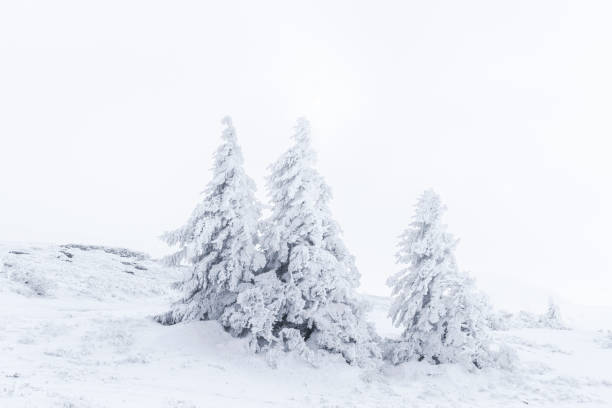 istock Snow-Covered Fir Trees in Wintertime 1191704110
