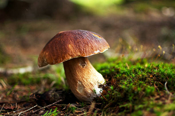 cepe-cogumelo comestível - edible mushroom mushroom fungus porcini mushroom - fotografias e filmes do acervo