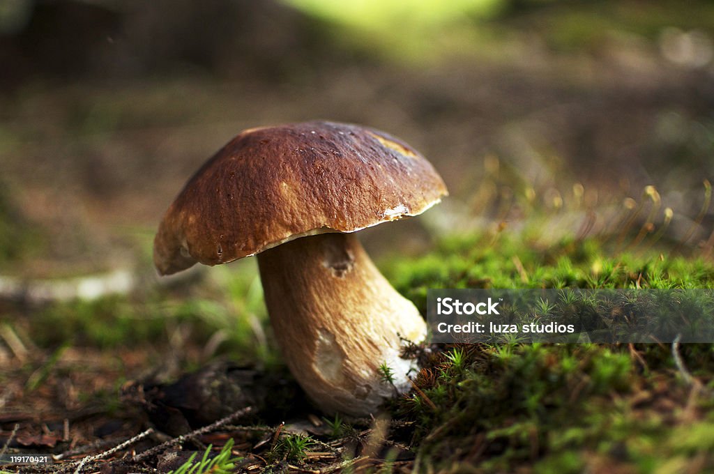 Креп-Съедобный гриб - Стоковые фото Порчини роялти-фри