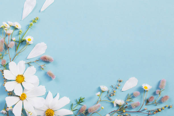 istock white flowers on paper background 1191704526