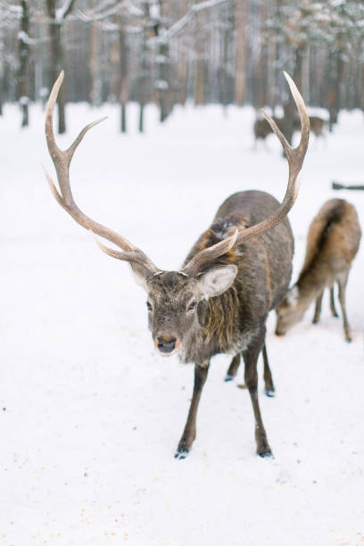 istock Deer herd in a forest in a snow storm. Winter, forest, wild animals. 1191704584