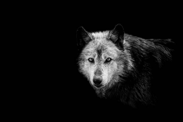 Black wolf with a black background Black wolf with a black background wild dog stock pictures, royalty-free photos & images