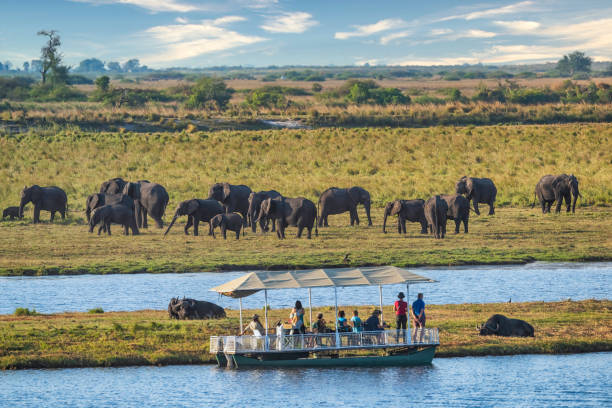 Safari tourists in a boat at watching a herd of Elephants, Chobe, Botswana A group of safari tourists in a boat is watching buffalos and a large herd of African elephants (Loxodonta africana. Chobe National Park, Botswana, Africa. botswana photos stock pictures, royalty-free photos & images