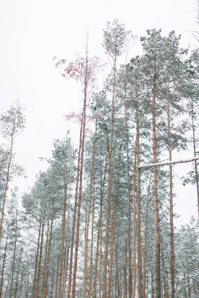 winter forest with trees covered snow