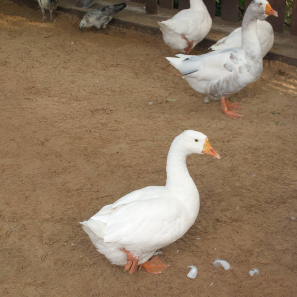 istock Image of a white goose in the yard 1191706196