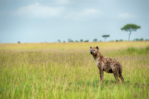 A spotted hyena (Crocuta crocuta) in the plains of Serengeti. Location: Serengeti National Park, Tanzania. Shot in wildlife.'