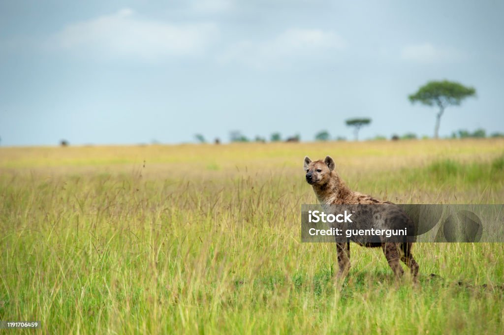 Spotted hyena (Crocuta crocuta) in the green plains of Serengeti A spotted hyena (Crocuta crocuta) in the plains of Serengeti. Location: Serengeti National Park, Tanzania. Shot in wildlife.' Hyena Stock Photo