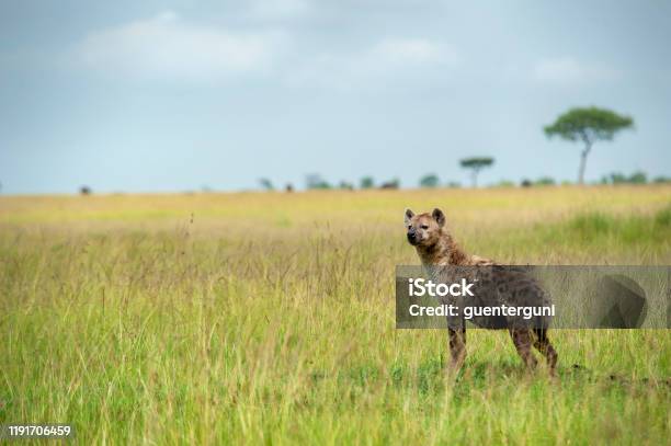 Spotted Hyena In The Green Plains Of Serengeti Stock Photo - Download Image Now