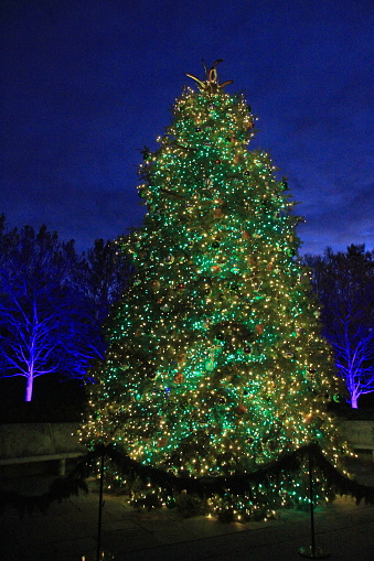 The tree is green and with Green Lights, this tree brings out the best in GREEN!  At Longwood Gardens, Kennett Square, Pennsylvania, USA on November 29, 2019 at 18:07:51 + 0000.