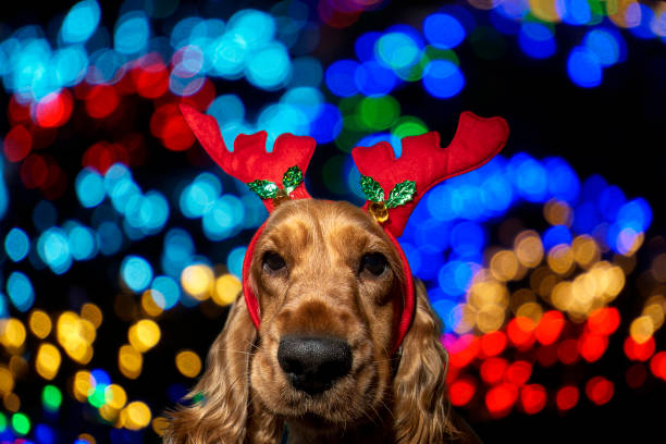 istock Cocker Spaniel Christmas dressed reindeer on shiny light background 1191707181