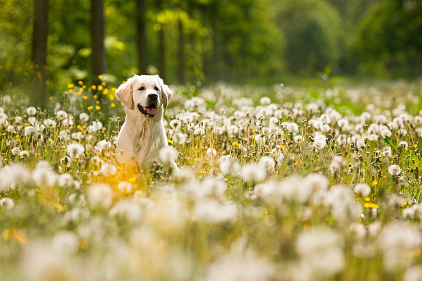 golden retriever ritratto - field dog pets green foto e immagini stock