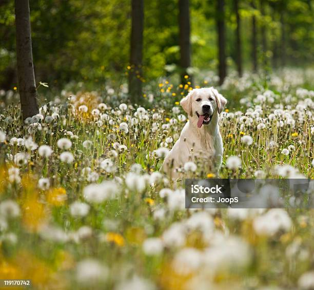 Golden Retriever Porträt Stockfoto und mehr Bilder von Frühling - Frühling, Hund, Blume