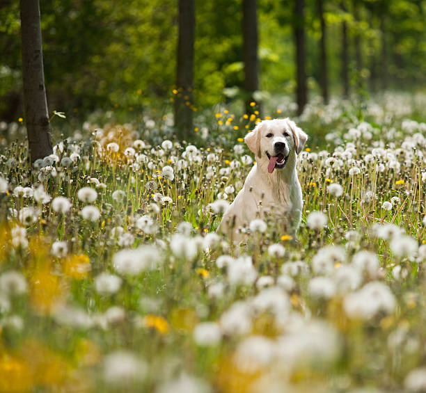 istock Golden Retriever Portrait 119170742
